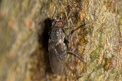 Lispocephala alma