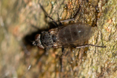 Lispocephala alma