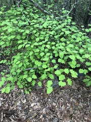 Crataegus marshallii