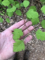 Crataegus marshallii