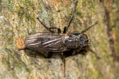 Lispocephala alma