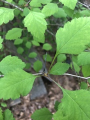 Crataegus marshallii
