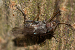 Lispocephala alma