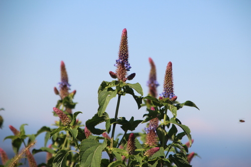 Coleus livingstonei