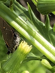 Electrostrymon angelia