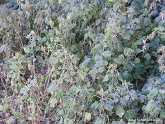 Urtica membranacea