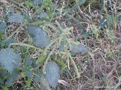 Urtica membranacea