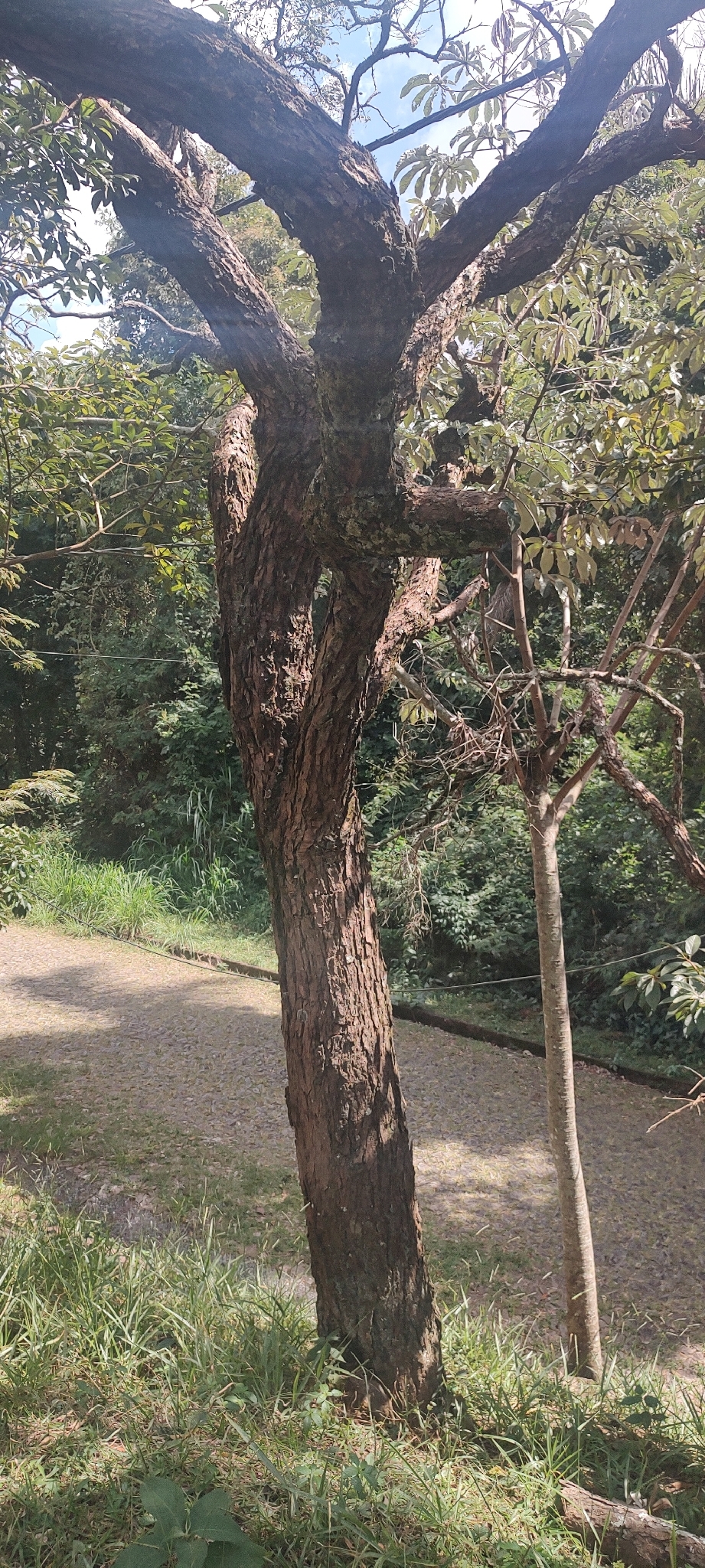 Imagem de Caviúna-do-cerrado