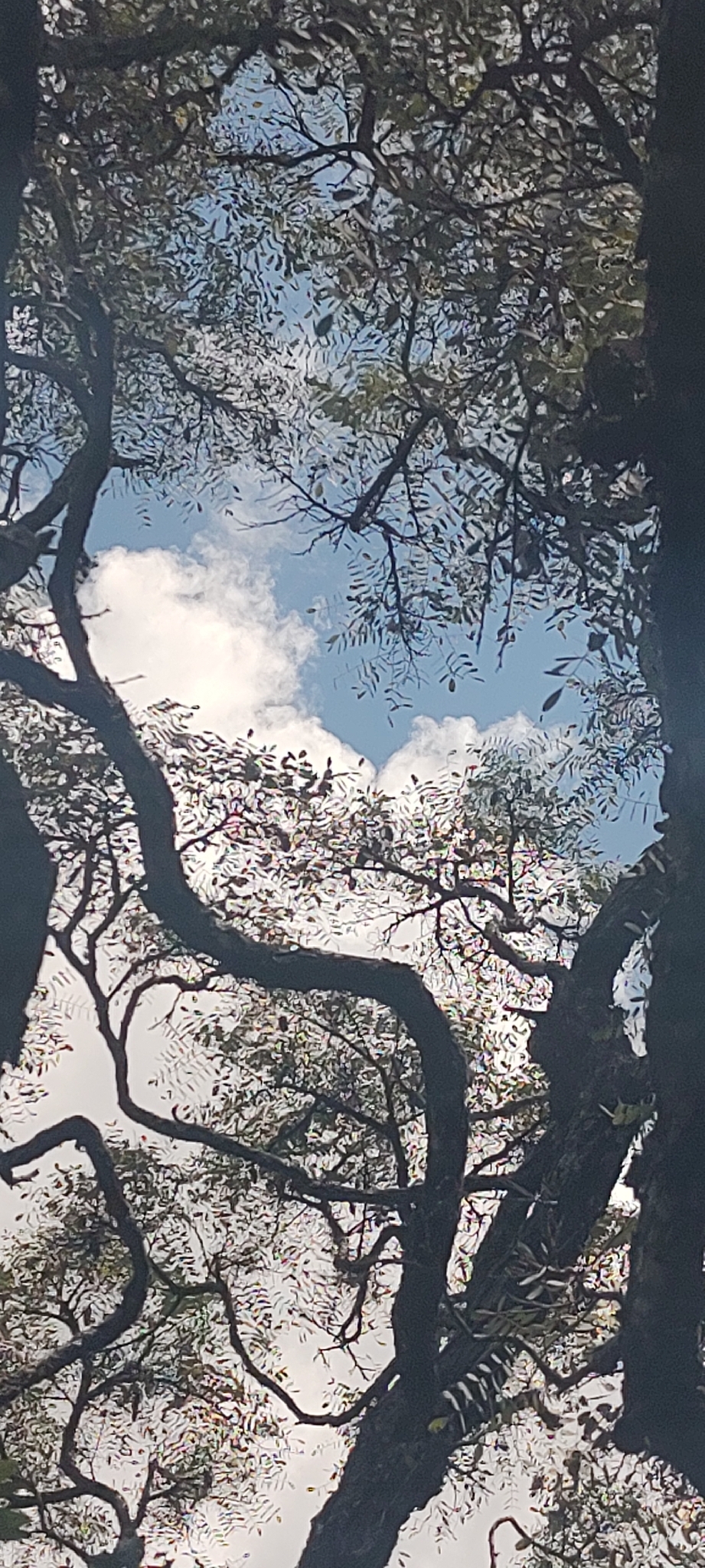 Imagem de Caviúna-do-cerrado