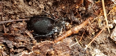 Scaphinotus elevatus