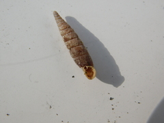 Macrogastra plicatula