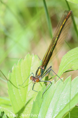 Calopteryx amata