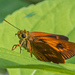 Caribbean Skipper - Photo (c) djhiker, some rights reserved (CC BY-NC), uploaded by djhiker
