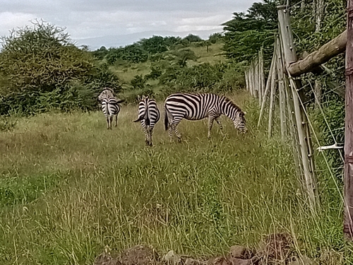 Plains zebra