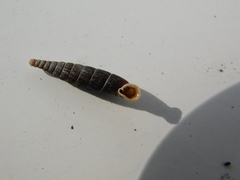 Macrogastra plicatula