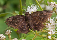 Eantis papinianus