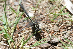 Phanogomphus