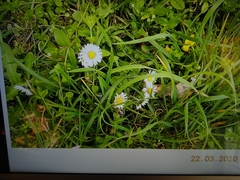 Bellis perennis