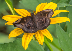 Eantis papinianus