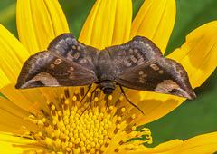 Eantis papinianus