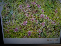 Lamium purpureum