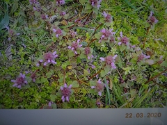 Lamium purpureum