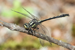 Phanogomphus descriptus
