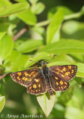 Carterocephalus mandan
