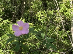 Rosa palustris image