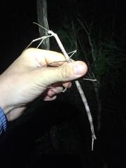 Achrioptera impennis