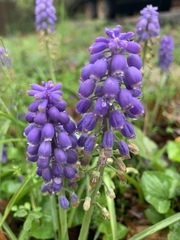 Muscari