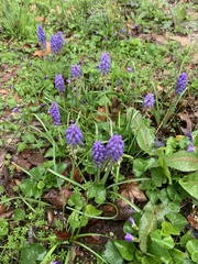 Muscari