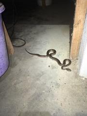 Madagascarophis colubrinus