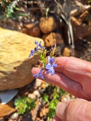 (c) Adele SL, some rights reserved (CC BY) Lobelia comosa, photograph (c) Adele SL, some rights reserved (CC BY)