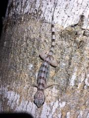 Blaesodactylus sakalava