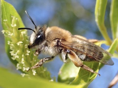 Andrena tibialis