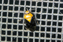 Neocapsus cuneatus