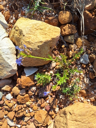 Lobelia comosa, photograph 4
