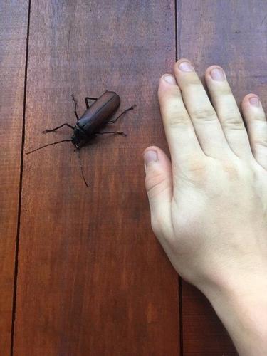 Macrotoma androyana