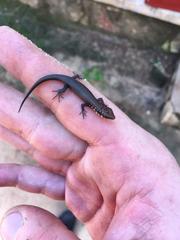 Trachylepis aureopunctata