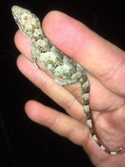 Hemidactylus mercatorius