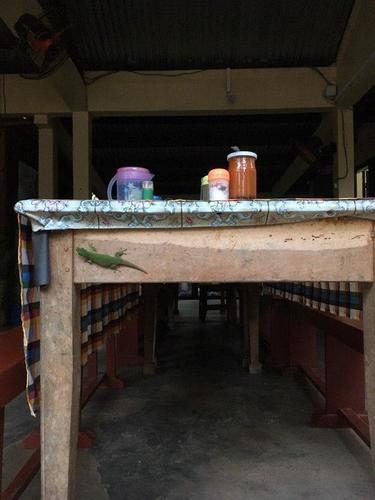 Madagascar Day Gecko, Phelsuma kochi