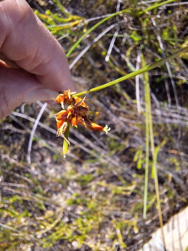 Tall bog rush (Schoenus compar)