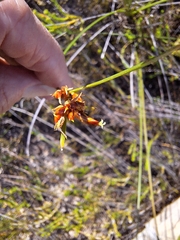 Tall bog rush (Schoenus compar)