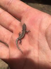 Lygodactylus verticillatus