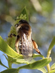 Andrena tibialis