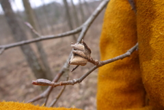 Dasineura serrulatae