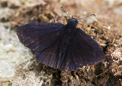 Ephyriades arcas