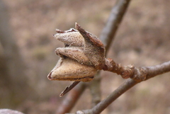 Dasineura serrulatae