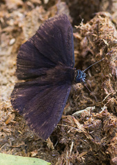 Ephyriades arcas